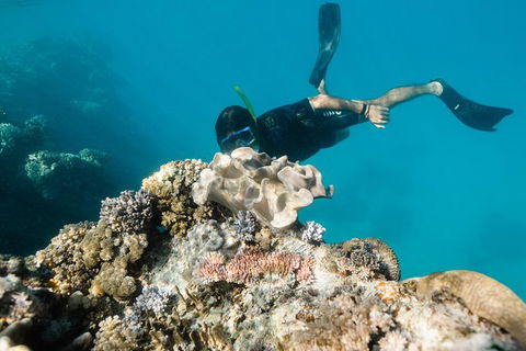 Full Day Snorkel In The Great Barrier Reef - Accommodation Whitsundays 5