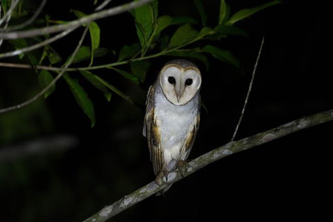 Daintree Afternoon Nocturnal Nature And Wildlife Tour - Accommodation Whitsundays 10