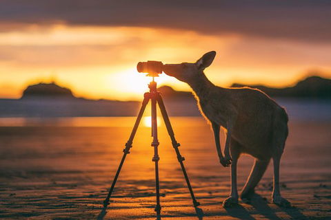 Wildlife Tour - Kangaroos On The Beach At Sunrise - Accommodation Whitsundays 2