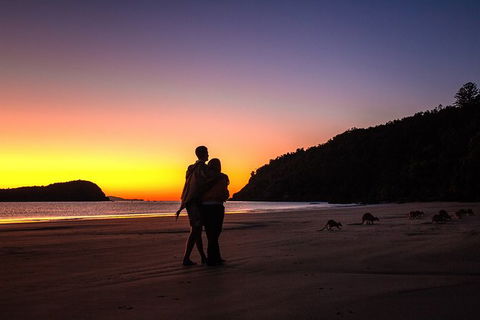 Wildlife Tour - Kangaroos On The Beach At Sunrise - Accommodation Whitsundays 5