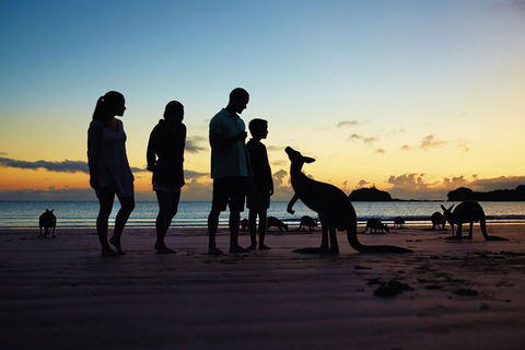Wildlife Tour - Kangaroos On The Beach At Sunrise - Accommodation Whitsundays 6