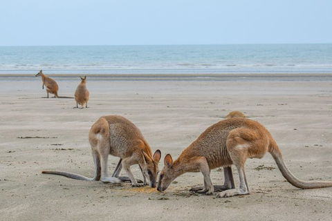 Wildlife Tour - Kangaroos On The Beach At Sunrise - Accommodation Whitsundays 3