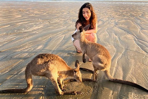 Wildlife Tour - Kangaroos On The Beach At Sunrise - Accommodation Whitsundays 7