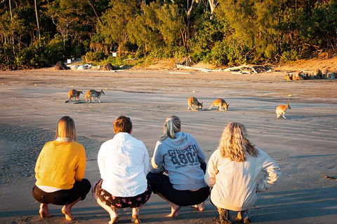 Wildlife Tour - Kangaroos On The Beach At Sunrise - Accommodation Whitsundays 12