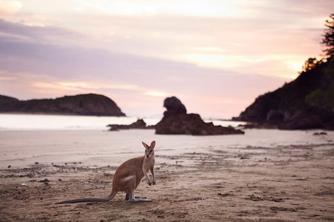Wildlife Tour - Kangaroos On The Beach At Sunrise - Accommodation Whitsundays 8