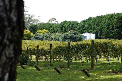 Hens Party Winery Tour - Accommodation Whitsundays 6