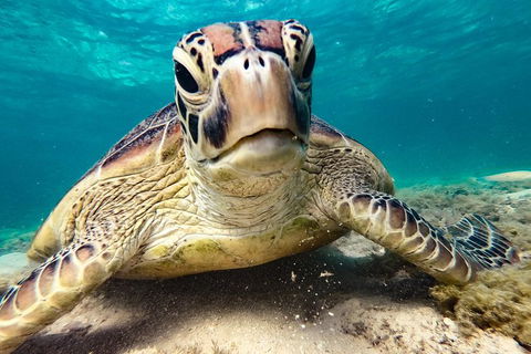 2Day 2 Night Sail, Snorkel & SUP Adventure Whitsundays Single - Accommodation Whitsundays 7