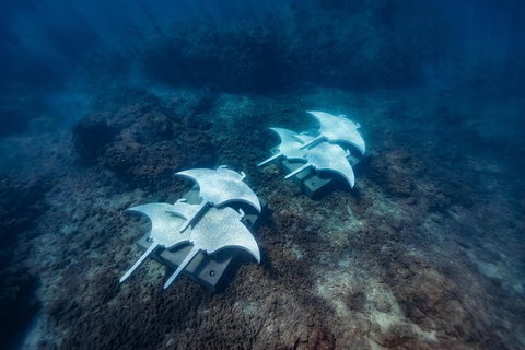 Premium Private Charter - Accommodation Whitsundays 8