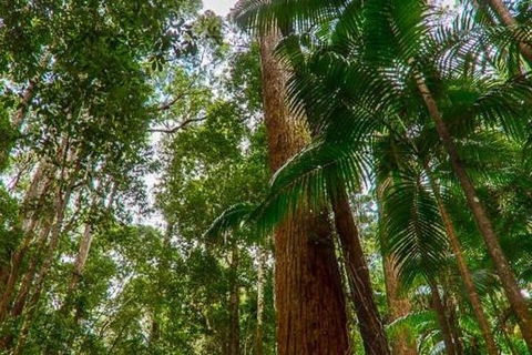 3-Day Fraser Island Hiking And 4WD Adventure From Hervey Bay - Accommodation Whitsundays 1