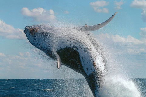 Great Barrier Reef Private Expedition Cruise (min 4 Day Max 8 Guests) - Accommodation Whitsundays 4