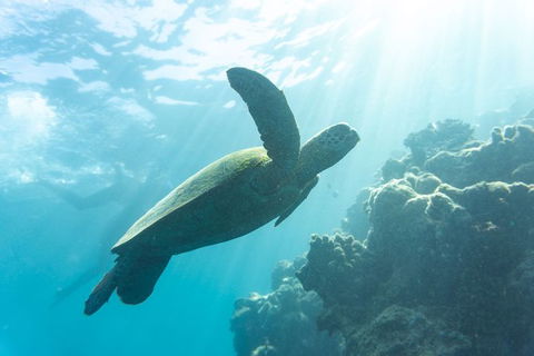 4 Day And 3 Night Whitsunday Maxi Sailing Adventure On Condor - Accommodation Whitsundays 1