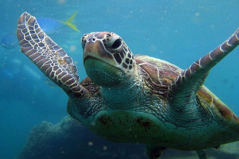 2 Night Whitsunday Islands Cruise On Atlantic Clipper From Airlie Beach - Accommodation Whitsundays 6