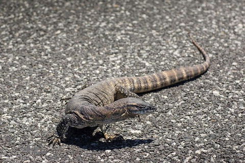Coffin Bay Oysters, Ocean & Nature Tour - Accommodation Whitsundays 5