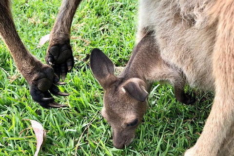 Coffin Bay Oysters, Ocean & Nature Tour - Accommodation Whitsundays 10