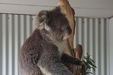 Shore Excursion: Coast, Caves And Wildlife Park - 8 Hour Tour - Accommodation Whitsundays 11