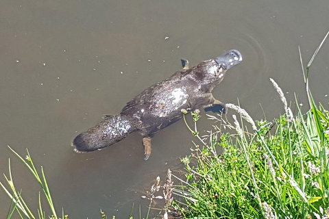 Shore Excursion: Coast, Caves And Wildlife Park - 8 Hour Tour - Accommodation Whitsundays 1