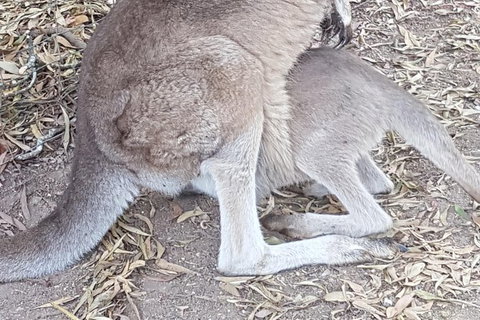 Shore Excursion: Coast, Caves And Wildlife Park - 8 Hour Tour - Accommodation Whitsundays 19