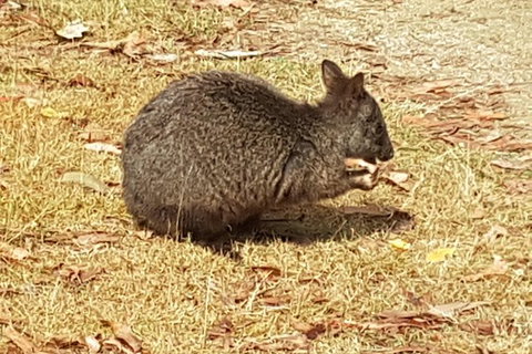 Shore Excursion: Coast, Caves And Wildlife Park - 8 Hour Tour - Accommodation Whitsundays 3