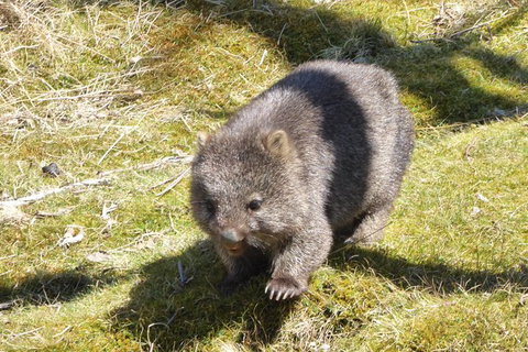 Shore Excursion: Coast, Caves And Wildlife Park - 8 Hour Tour - Accommodation Whitsundays 6