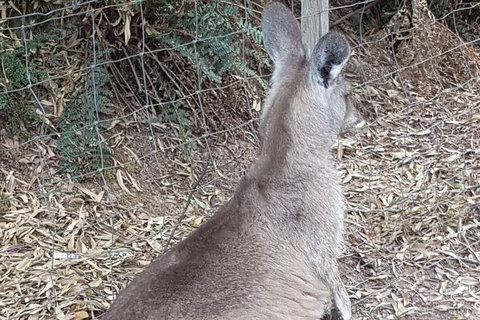 Shore Excursion: Coast, Caves And Wildlife Park - 8 Hour Tour - Accommodation Whitsundays 9