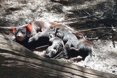 Shore Excursion: Coast, Caves And Wildlife Park - 8 Hour Tour - Accommodation Whitsundays 14