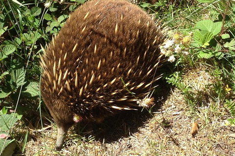 Shore Excursion: Coast, Caves And Wildlife Park - 8 Hour Tour - Accommodation Whitsundays 18