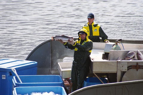 Afternoon Gordon River Dinner Cruise - Departing 3pm - Accommodation Whitsundays 3