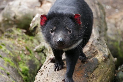 1-Hour Tasmanian Devil Feeding Day Tour At Cradle Mountain - Accommodation Whitsundays 1