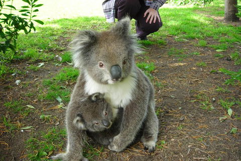 3-Day Melbourne To Adelaide Tour Including The Great Ocean Road - Accommodation Whitsundays 6