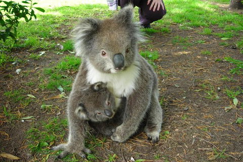Overnight Great Ocean Road Tour From Melbourne - Accommodation Whitsundays 7