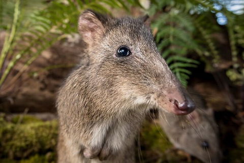 Walk With Wildlife: Guided Tour In Great Ocean Road - Accommodation Whitsundays 1