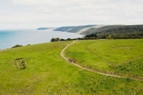 Walk With Wildlife: Guided Tour In Great Ocean Road - Accommodation Whitsundays 3