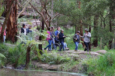 Walk With Wildlife: Guided Tour In Great Ocean Road - Accommodation Whitsundays 4