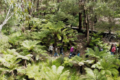Walk With Wildlife: Guided Tour In Great Ocean Road - Accommodation Whitsundays 6