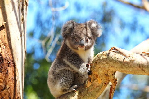 Walk With Wildlife: Guided Tour In Great Ocean Road - Accommodation Whitsundays 2