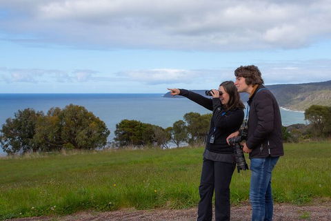 Walk With Wildlife: Guided Tour In Great Ocean Road - Accommodation Whitsundays 5