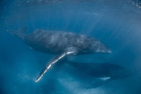 Full-Day Whale Watching Snorkeling And Swimming At Coral Bay - Accommodation Whitsundays 6