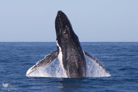 Full-Day Whale Watching Snorkeling And Swimming At Coral Bay - Accommodation Whitsundays 0