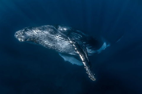 Full-Day Whale Watching Snorkeling And Swimming At Coral Bay - Accommodation Whitsundays 7