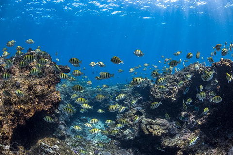 Full-Day Whale Watching Snorkeling And Swimming At Coral Bay - Accommodation Whitsundays 1