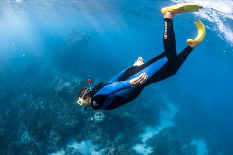 Full-Day Whale Watching Snorkeling And Swimming At Coral Bay - Accommodation Whitsundays 2