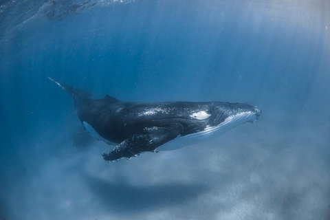 Full-Day Whale Watching Snorkeling And Swimming At Coral Bay - Accommodation Whitsundays 5