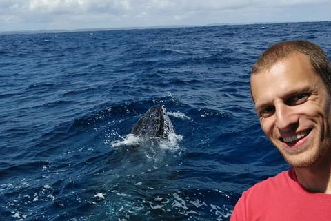 Whale Watching Boat Tour In Geraldton - Accommodation Whitsundays 2