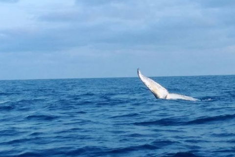 Whale Watching Boat Tour In Geraldton - Accommodation Whitsundays 0