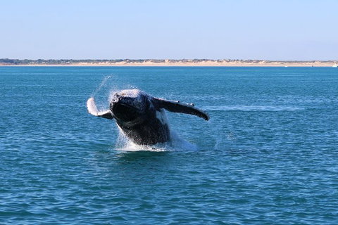 AOC Broome Whale Watching - Accommodation Whitsundays 3