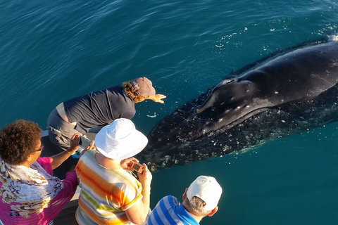 AOC Broome Whale Watching - Accommodation Whitsundays 0