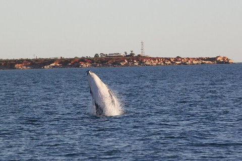 AOC Broome Whale Watching - Accommodation Whitsundays 2