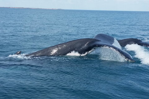 AOC Broome Whale Watching - Accommodation Whitsundays 1