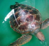 Australian Seabird Rescue - Accommodation Whitsundays