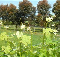 Barwon Ridge Wines - Accommodation Whitsundays